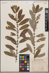 Foto von Salix cinerea L. x Salix nigricans Sm.